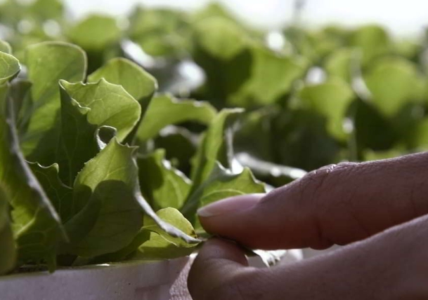Openday Agronegocios en ENAE: El Futuro del Sector Agroalimentario